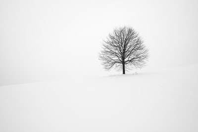 白天被雪包围的枯树